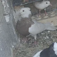 کبوتر طوقی سرکی معامله با طوقی ماده