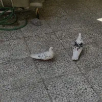 کبوتر|پرنده|مبارکه, |دیوار
