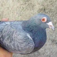 کبوتر پلاکی نر سبز رنگ