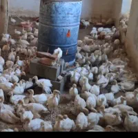 فروش جوجه بوقلمون سفید