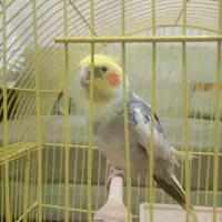 عروس هلندی  نر  سالم وسرحال
