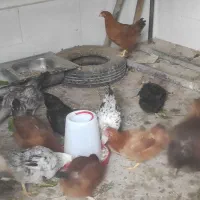 مرغ و خروس محلی
