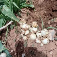 موسیر خشک