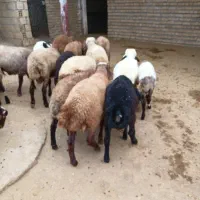 10راس بره نره درجه یک پای پروار