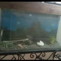 اکواریوم شیشه خم