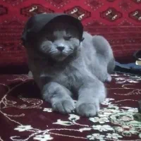 واگذاری گربه