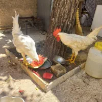 خروس