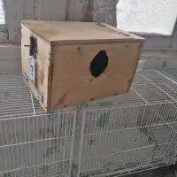 لانه گرینچیک راهب و..