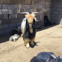 بعده