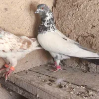 کله دم سبز