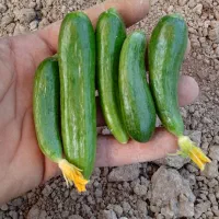 خیار ویژه