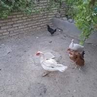 اردک مسکویی،مرغ و جوجه دو رگه