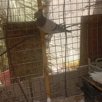 گوک|پرنده|نرماشیر, |دیوار