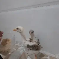 جوجه لاری اصیل