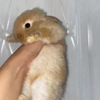 بچه خرگوش ناز دو رگه