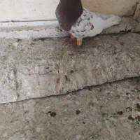 کبوتر