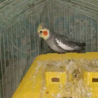 عروس هلندی