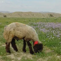 بره قوچی روزگاری/بره تخمی بلندو کشیده و خوش رنگ