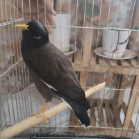 مرغ مینا سخنگو ،عروس هلندی ، فیشر برزیلی ، فنچ