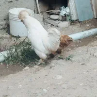 مرغ خروس لهستانی