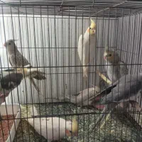 طوطی عروس هلندی فروشی