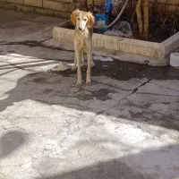 سگ تازی مخصوص شکاری