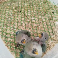 جوجه  کوتوله برزیلی سرلاکی