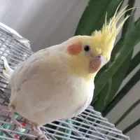عروس هلندی سخنگو