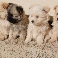 سگ بازیگوش|سگ|تربت جام, والفجر|دیوار