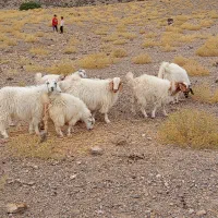 کهره