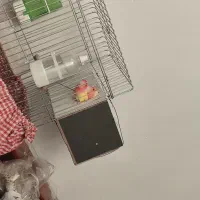 طوطی برزیلی جفت اصیل