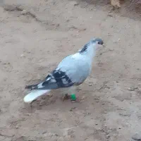کبوتر بدرنگ نرو ماده