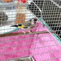 سهره 2عدد دورگ زاغ نر دهن زن و یکعدد گلبسر دهن زن