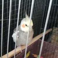 عروس هلندی|پرنده|شهر ری, شهید غیوری (ابن باویه)|دیوار