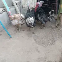فروش بوقلمون نر