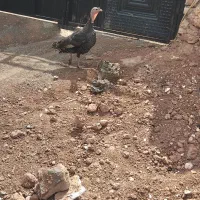 بقلمون
