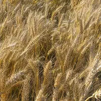 فروش نقدی گندم به قیمت ۴۷