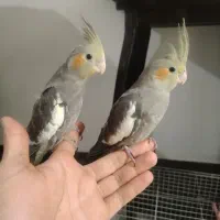 جوجه عروس هلندی دونخور