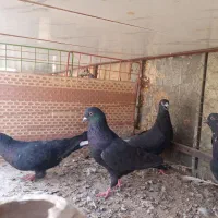 دد جفت کفتر سوسک سرحال وسالم  جفتی 250