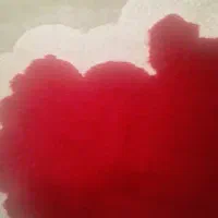 خرگوش لوپو نروماده حامله نزدیک به دنیا امدنش