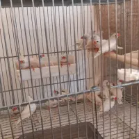فروش فنج لپ سیاه