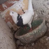 طوقی ماده