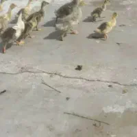 بچه  غاز