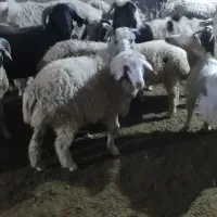 بره نر چاق چاق