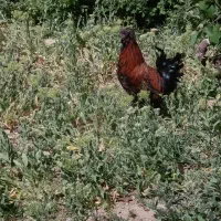 ۲ خروس لهستانی معاوضه با کفتر