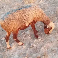 میش کهره بز بره