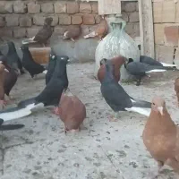 کفتر دم سفید