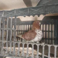 کبوتر پرشی نر