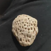 سنگ فسیل