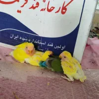 جوجه طوطی برزیلی
